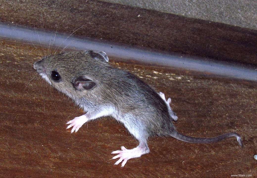 Comment se débarrasser des souris sylvestres 