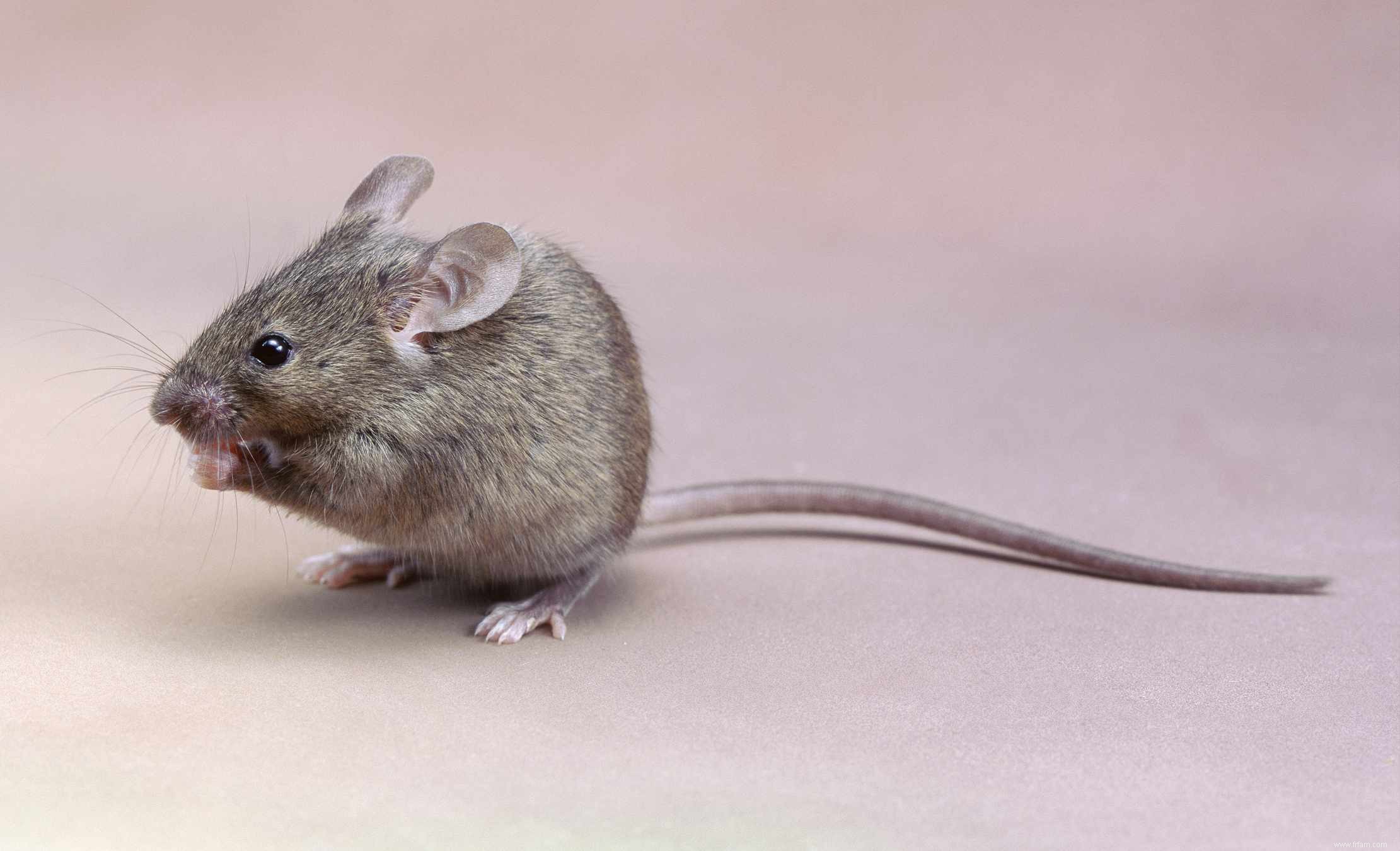 Comment se débarrasser des souris sylvestres 