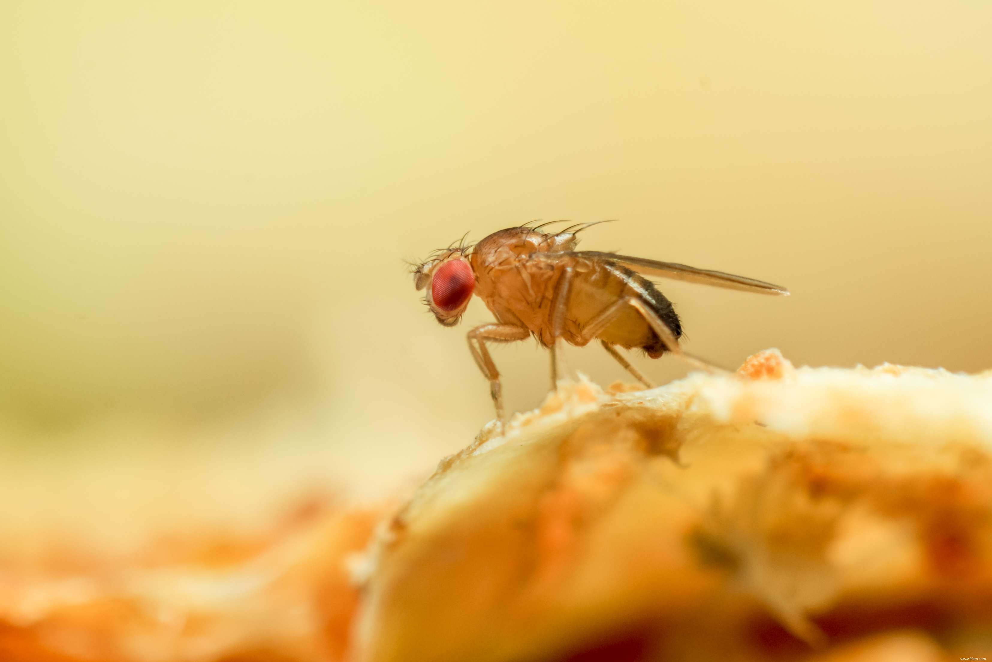 Comment se débarrasser des moucherons dans votre maison 