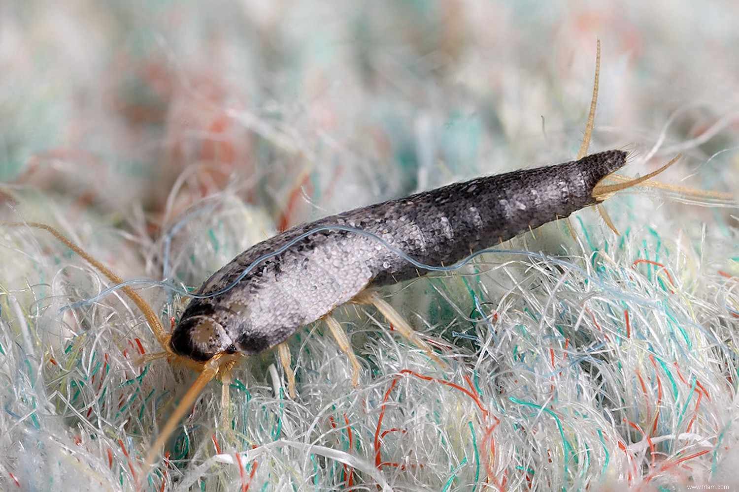 Poisson d argent à la maison :prévention et élimination 