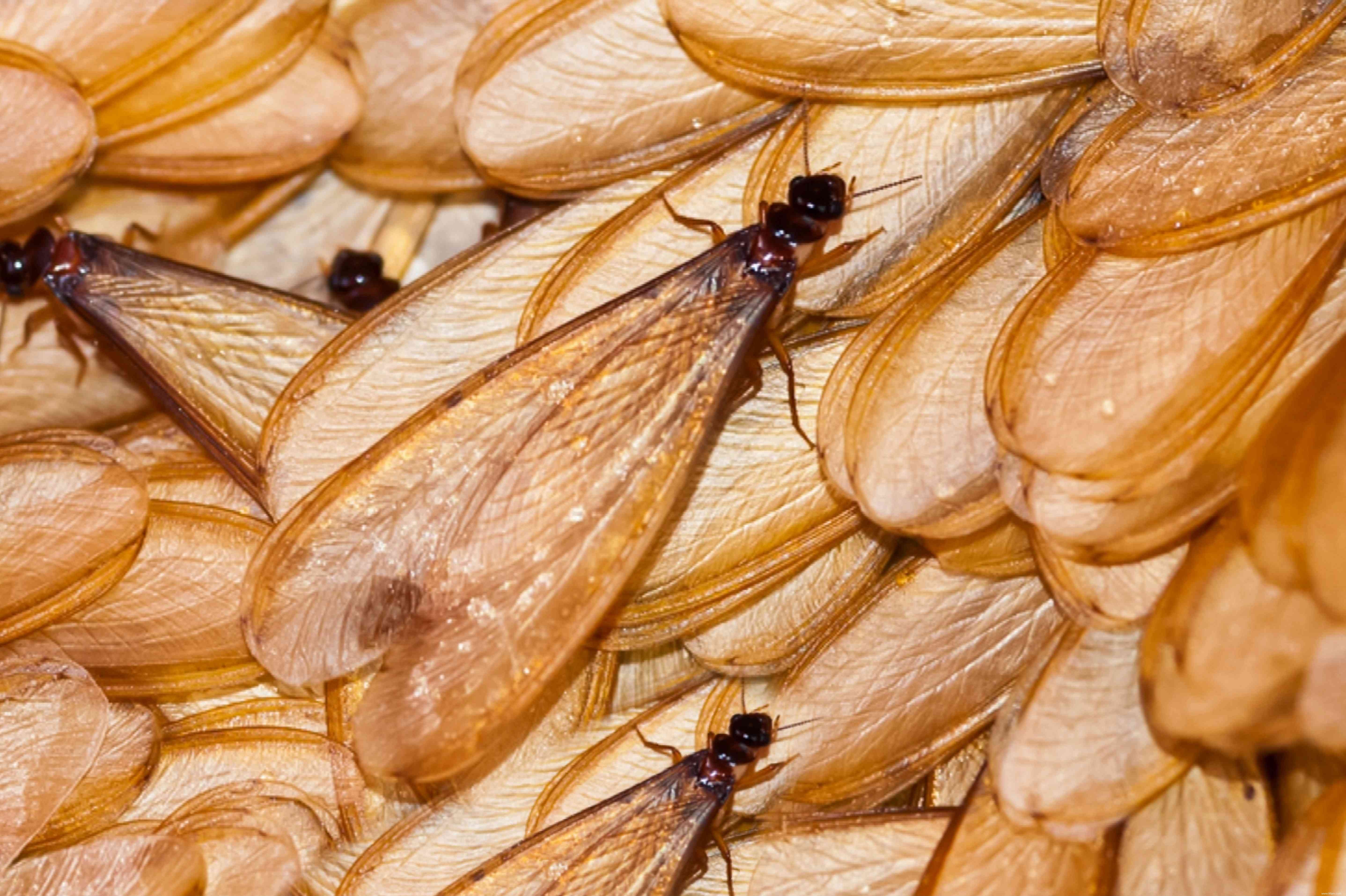 Que faire des fourmis volantes dans votre maison 