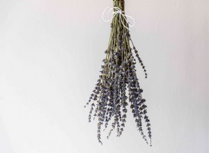 Quelle est l odeur du linge propre ? 