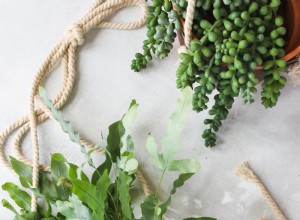 6 façons de préparer votre propre nourriture pour plantes d intérieur 