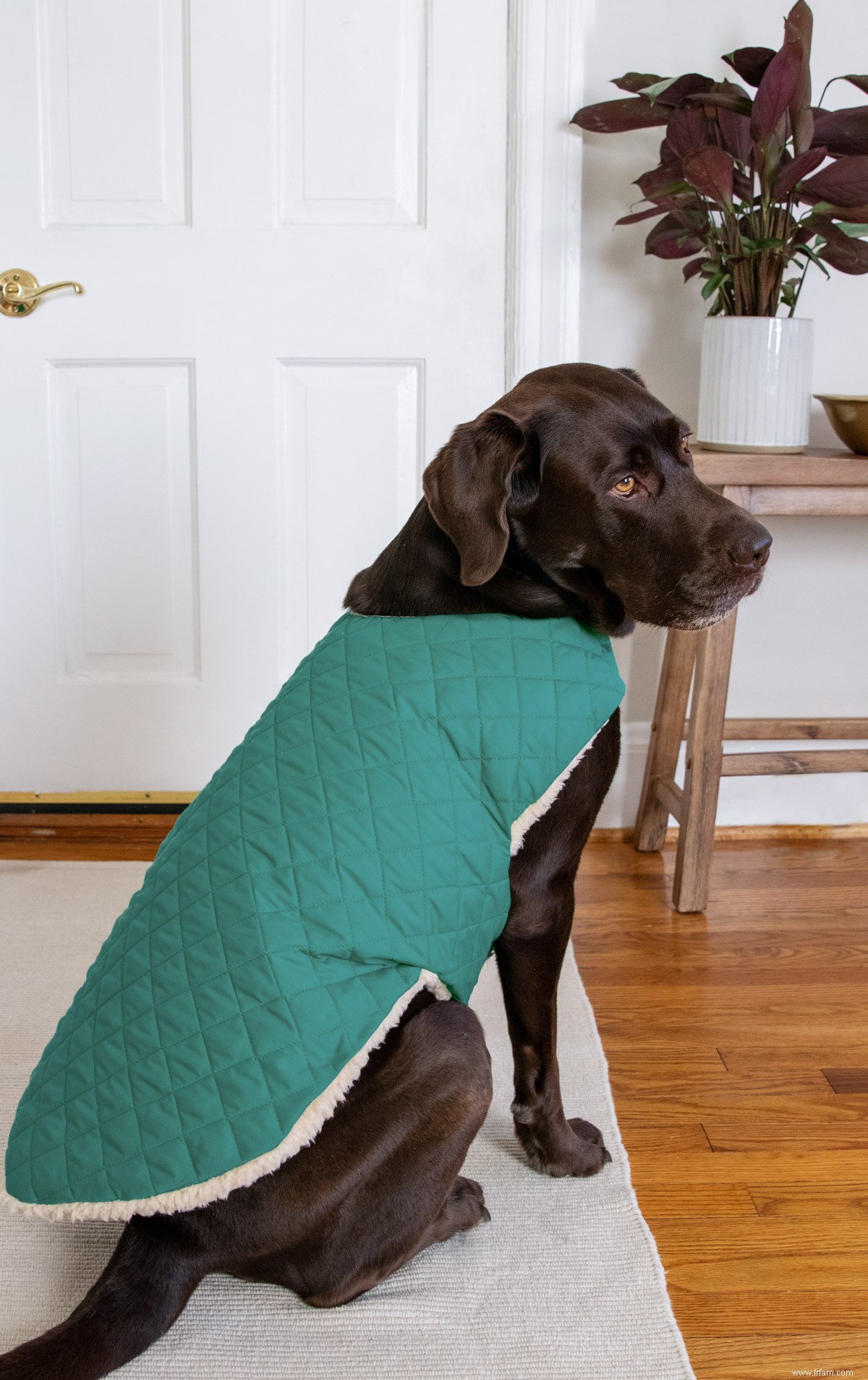 Un manteau pour chien que votre ami à quatre pattes aimera vraiment porter 