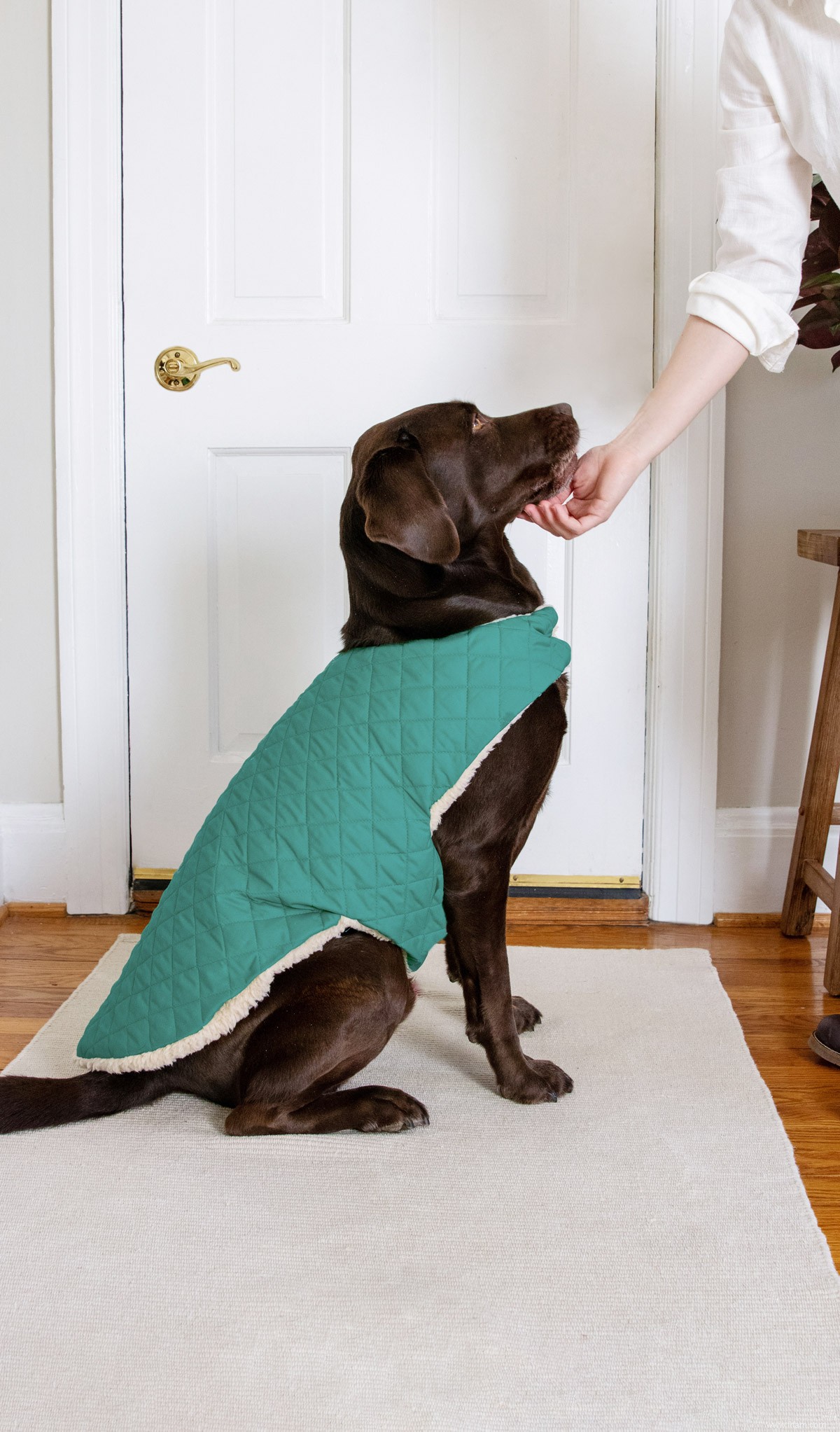 Un manteau pour chien que votre ami à quatre pattes aimera vraiment porter 