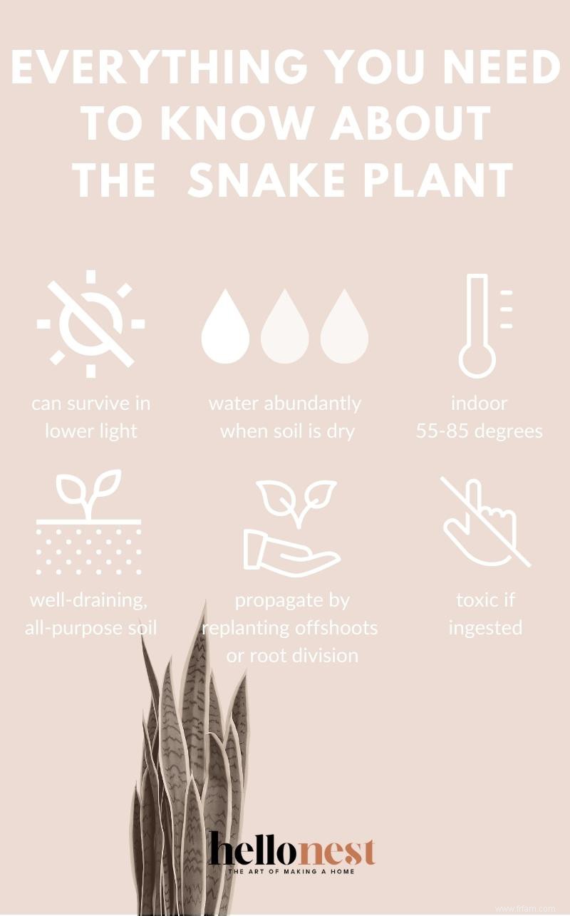 Tout ce que vous devez savoir sur la plante serpent 