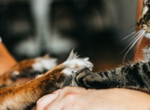 Comment diffuser en toute sécurité des huiles essentielles autour des animaux de compagnie 