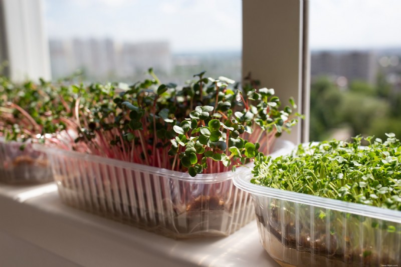 Comment construire un jardin hydroponique en quelques étapes faciles 