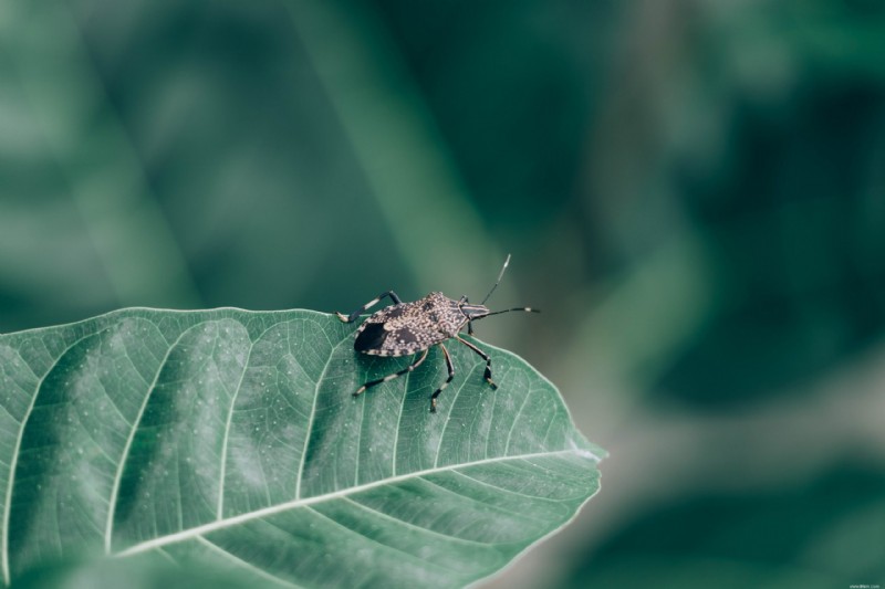 Comment se débarrasser des punaises 