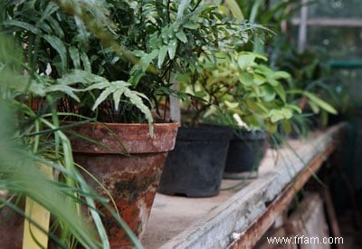 Plantes hivernantes à l intérieur 