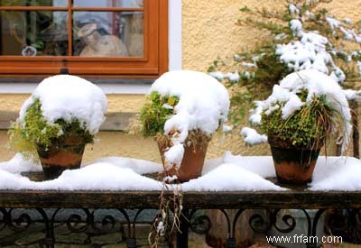 Hivernage des plantes en pot 