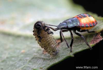 Insectes bénéfiques pour la lutte antiparasitaire 