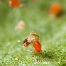 Insectes bénéfiques pour la lutte antiparasitaire 