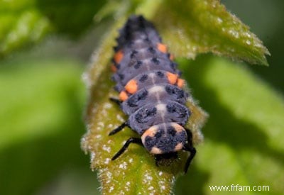 De bons insectes dans votre jardin 