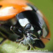 De bons insectes dans votre jardin 