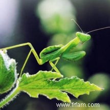 De bons insectes dans votre jardin 