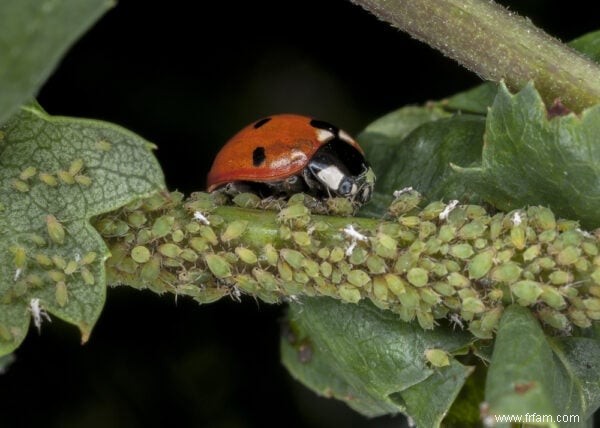 Que mangent les coccinelles ? 