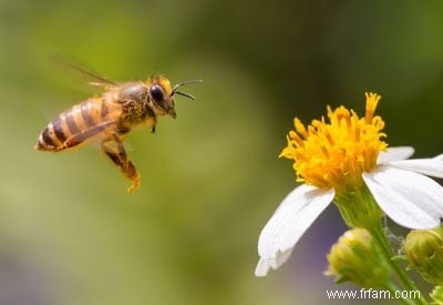 Terre de diatomées et abeilles 