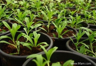 Fertiliser les plantes en pot 