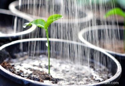 Arrosage des plantes en pot d extérieur 