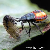 L effet des pesticides sur les insectes utiles 