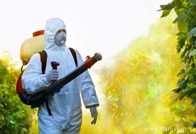 L effet des pesticides sur les insectes utiles 