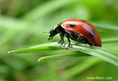 Coccinelles pour les ravageurs du jardin 