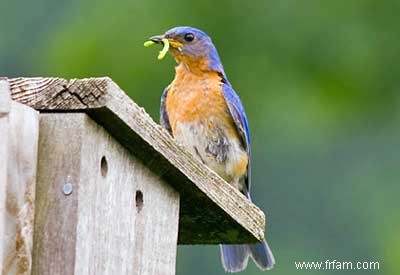 Contrôler les insectes nuisibles avec des oiseaux 