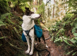 Voici l équipement de randonnée pour chien dont vous avez besoin pour emmener votre animal de compagnie en sac à dos 