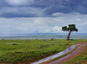 Un guide de la saison verte en Afrique 