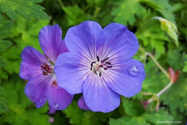 10 plantes adaptées aux animaux de compagnie qui sont parfaites pour votre jardin 