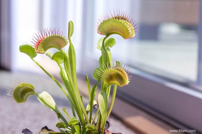 10 plantes adaptées aux animaux de compagnie qui sont parfaites pour votre jardin 