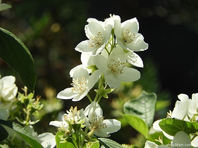 10 plantes adaptées aux animaux de compagnie qui sont parfaites pour votre jardin 