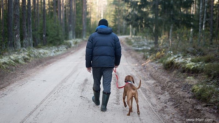 5 règles de promenade de chiens pour des promenades sûres et agréables 