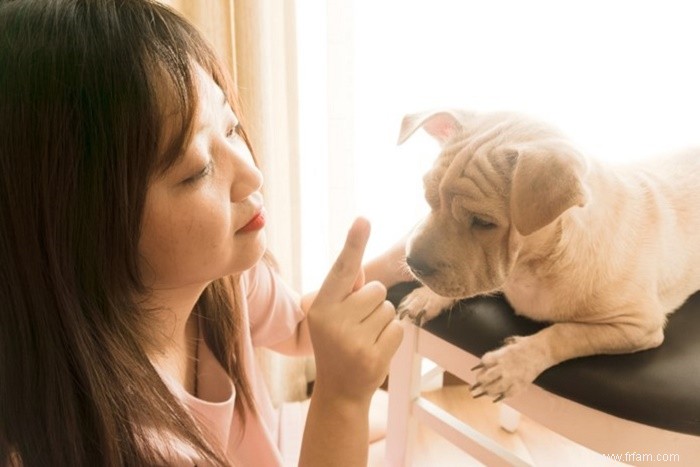 Comment dresser correctement votre chien et établir une connexion solide 