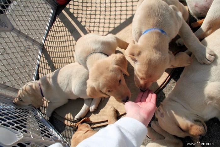 Ce qu il faut considérer lors de l achat d un chien 