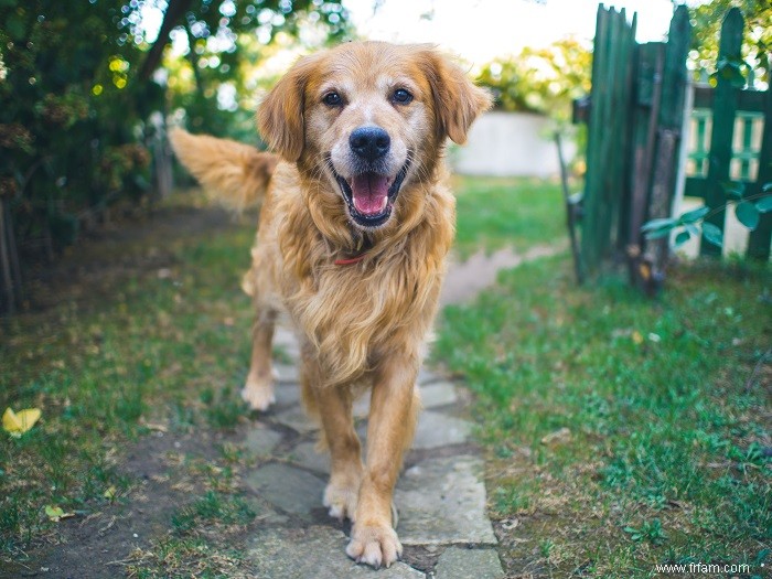 Ce qu il faut considérer lors de l achat d un chien 