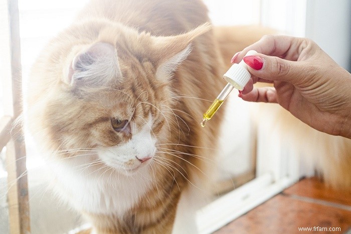 L huile de chanvre est-elle bénéfique pour les animaux de compagnie ? 