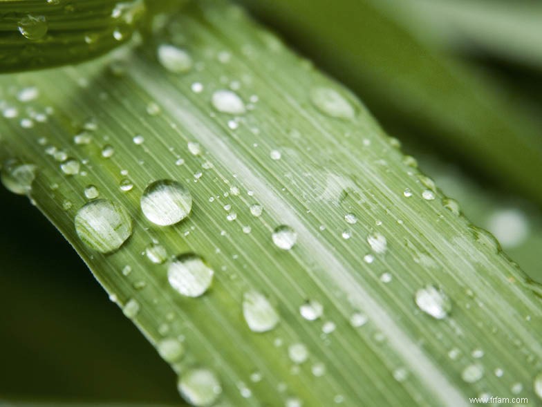 Comment concevoir un jardin économe en eau 