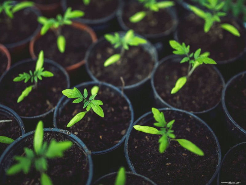 Créez votre propre jardin vertical esthétique 