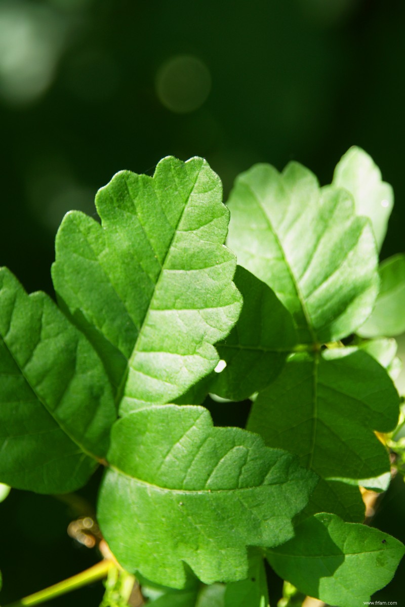 Nocif ou inoffensif :apprendre les feuilles 