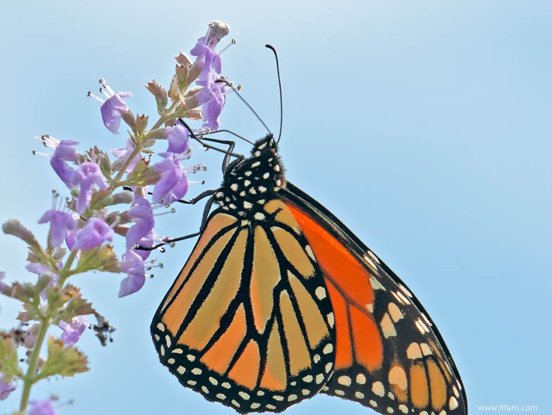 Cultiver votre propre jardin de papillons 