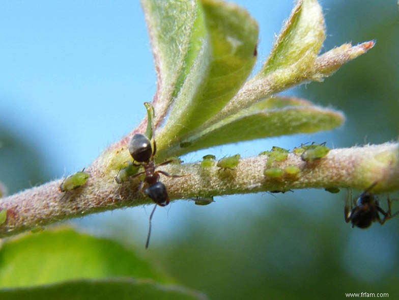 Soyez à l affût de ces insectes embêtants 