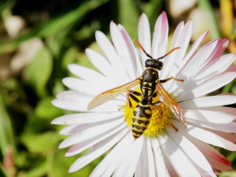 Soyez à l affût de ces insectes embêtants 