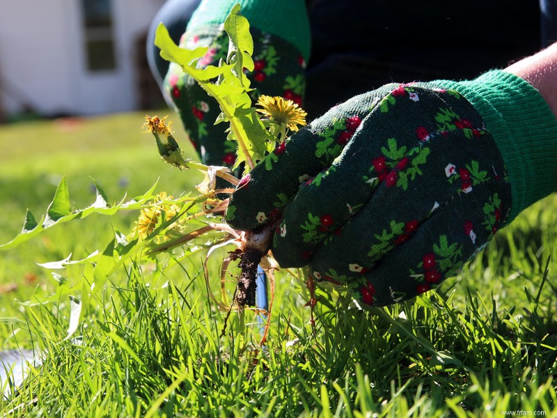 Conseils pour entretenir un potager 