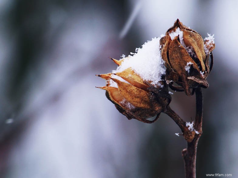 Conseils de jardinage printanier dans le Midwest 