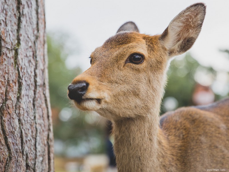 Comment garder la faune hors de votre jardin 