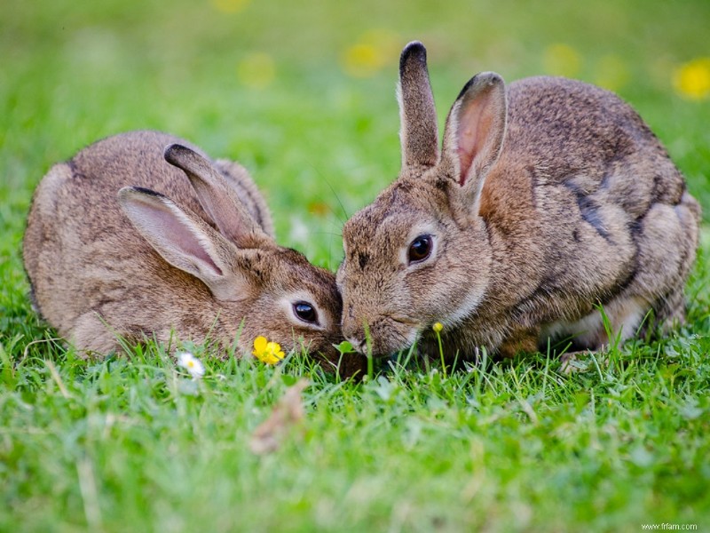 Comment garder la faune hors de votre jardin 