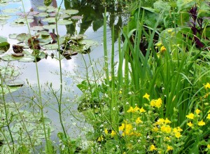 Comment choisir une pièce d eau pour votre jardin 