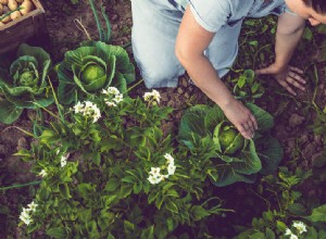 Des légumes que vous pouvez acheter une fois et repousser pour toujours ! 